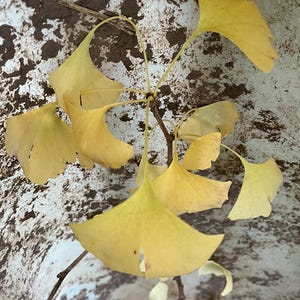 Ginkgo Biloba exact plant #30 seedling unsexed bareroot 3 year old