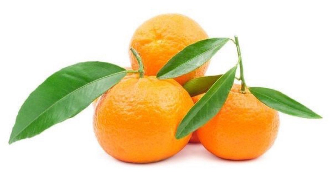 California Only Clementine/ Algerian Semidwarf Mandarin, 1836 Inches