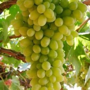 Augustine Pleven Uva resistente, 6 talee, dormienti, senza radici, senza foglie