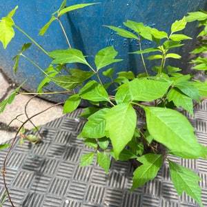 May include: Bright green leaves of a climbing plant with a blue barrel in the background. The plant has multiple stems and is growing on a textured, dark gray surface. The leaves are a vibrant green color.