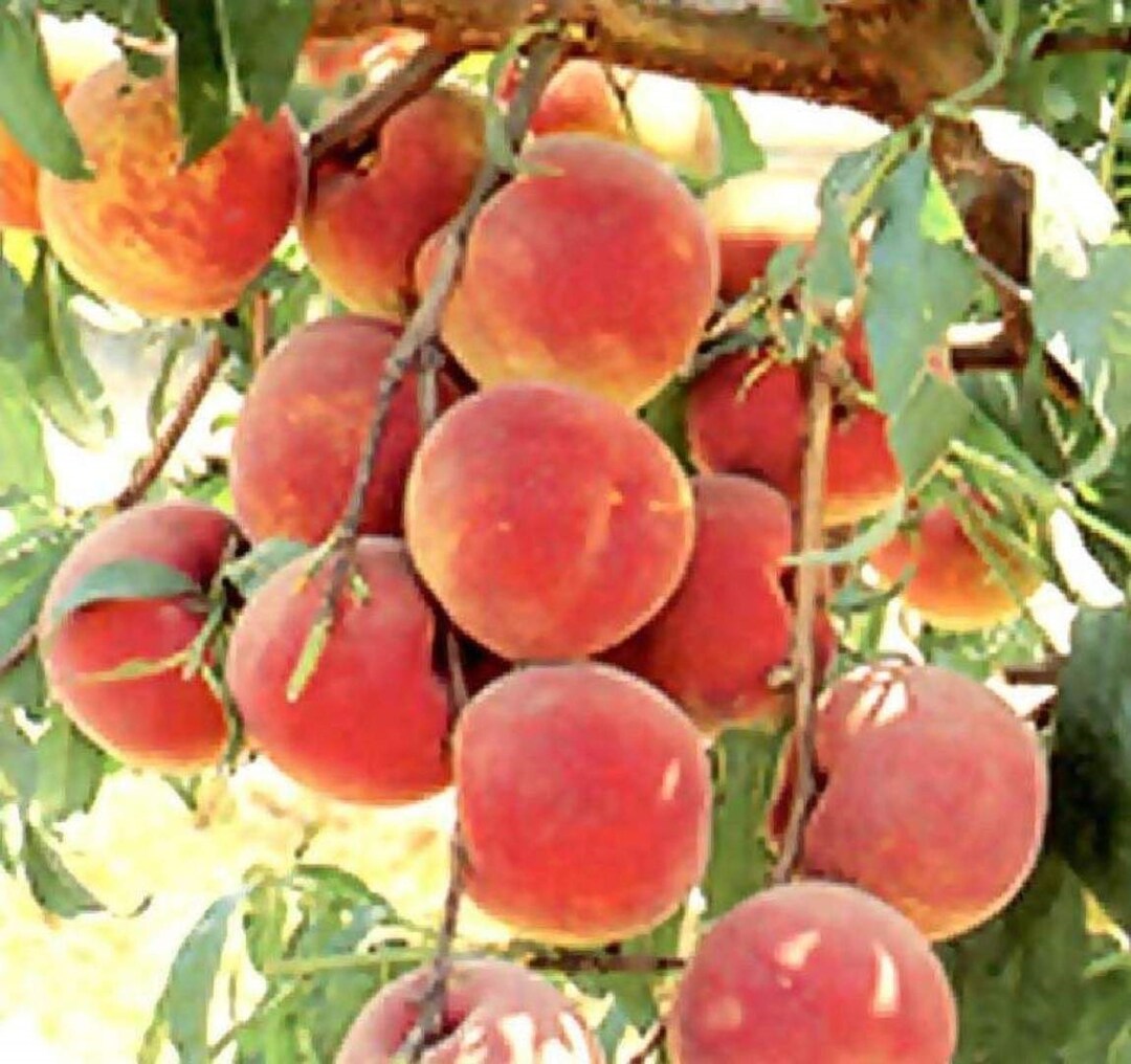 Nemaguard Peach Seeds (Prunus Persica Nemaguard) – Fast Growing, Hardy, Edible, Showy