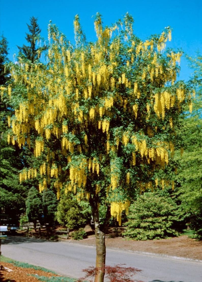 Two2 Golden Rain Tree Seedlings Large Golden Yellow flower Etsy