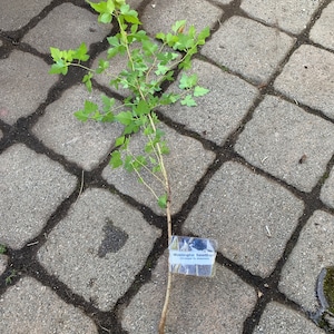 May include: A small green plant with a label that reads "Washington hawthorn" on a gray brick surface.
