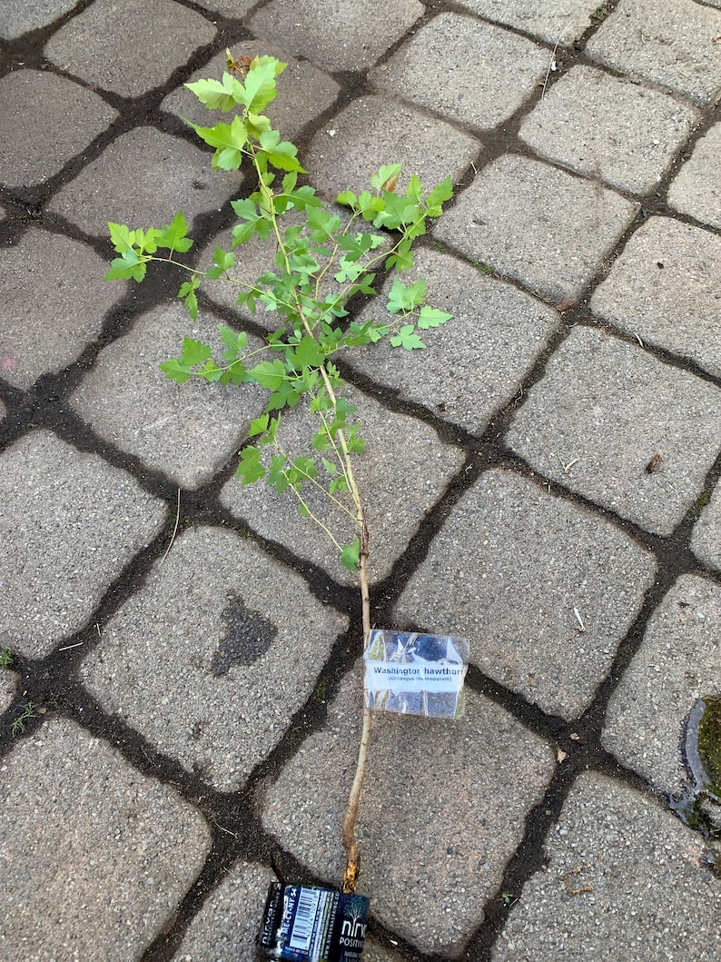 May include: A small green plant with a label that reads "Washington hawthorn" on a gray brick surface.