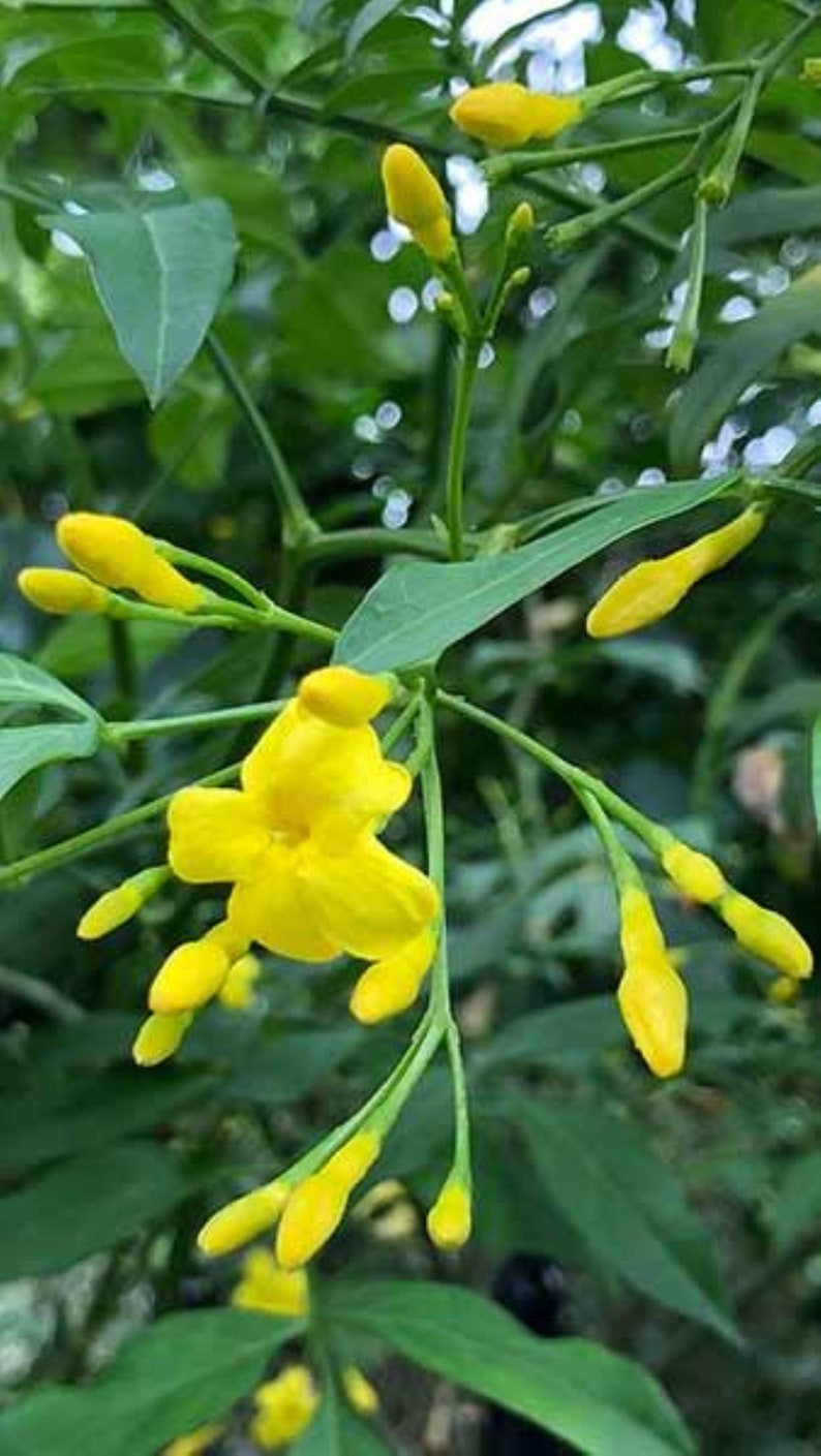 MightyoaktreeNursery Jasmine Revolutum - Thumbnail 5