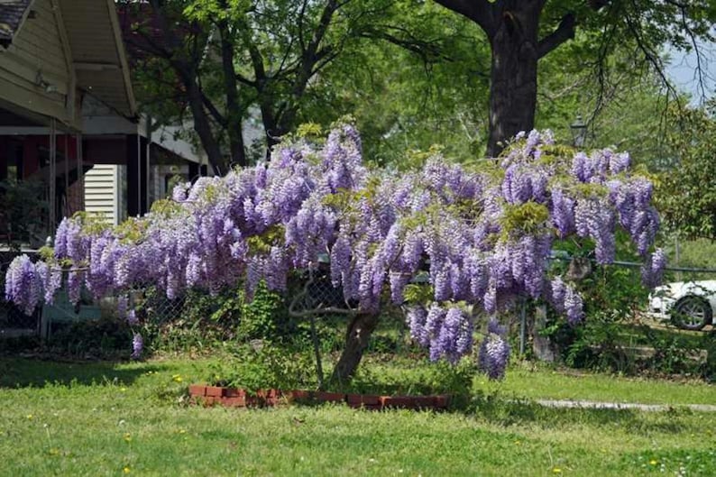 Wisteria Sinensis 'prolific' Grafted Plant Flowers Etsy Canada