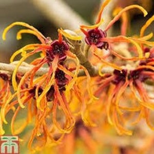 Hamamelis intermedia Jelena, 1 year old plant, grafted image 5