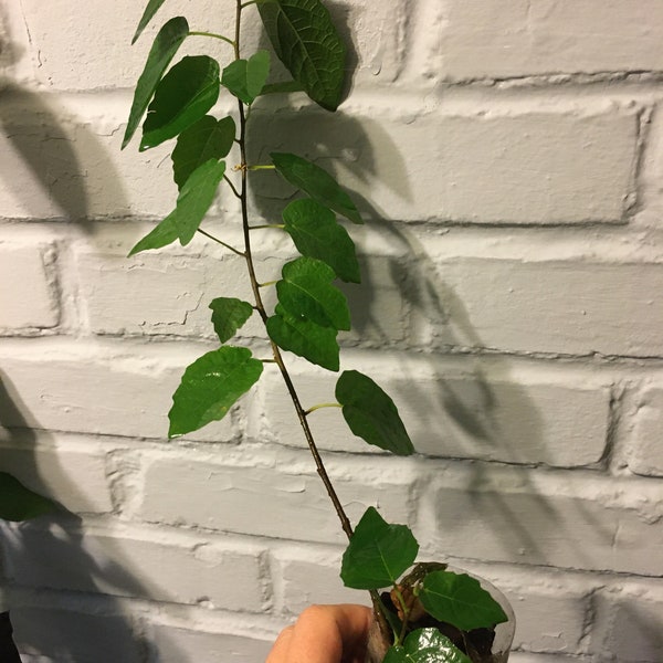 Ficus Fred Boutin, gewortelde plant 1 jaar oud