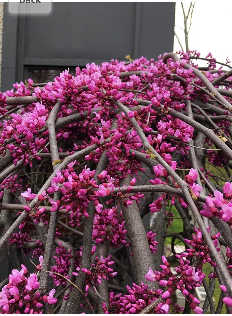 Cercis Canadensis RUBY FALLS Weeping Redbud Plant, 2-3 Ft Tall - Etsy