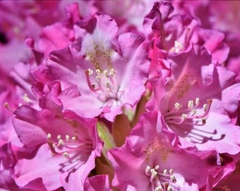 Pink Rhododendron, Dwarf PJM Lavender live plant 2 year old 12-18 inches