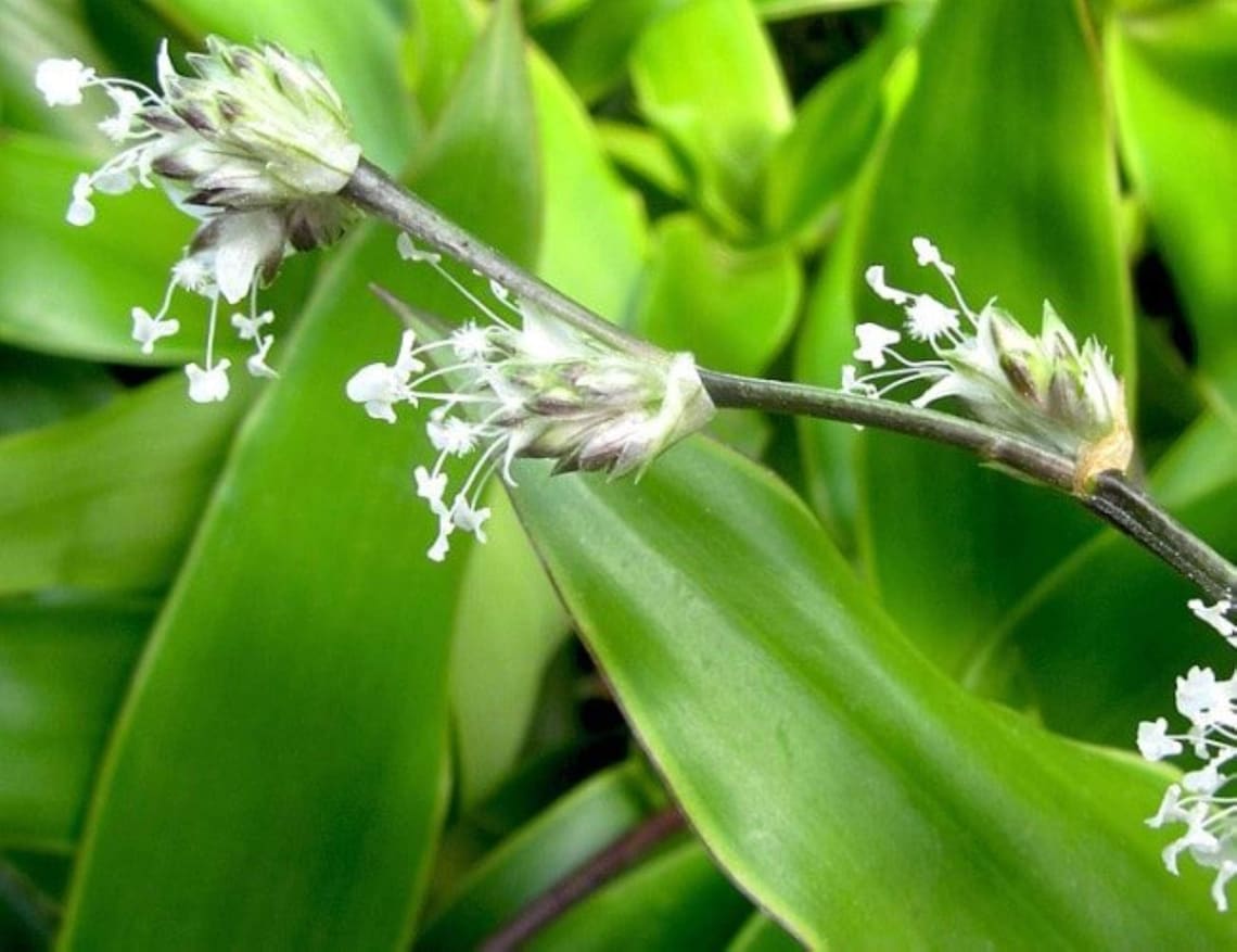 Callisia Fragrans Holistic Medicinal Basket Plant 610 Rooted Etsy