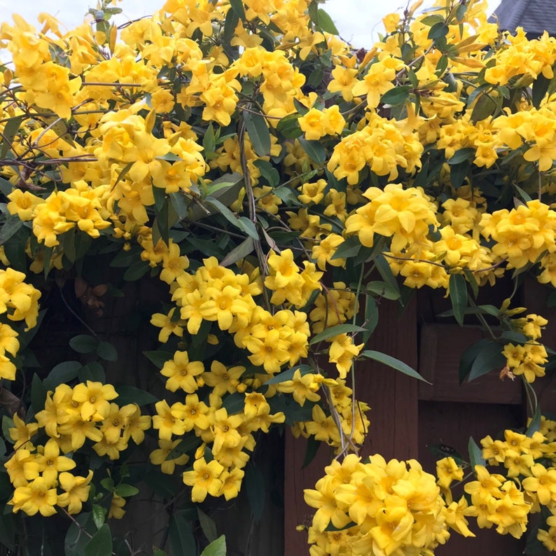 MightyoaktreeNursery Jasmine Revolutum