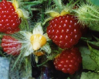 Baie de vin ! Rubus phénicolasius. Plantes vivantes, racines enveloppées d'humidité, pas de feuilles