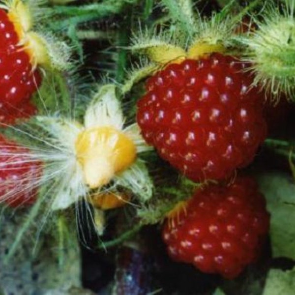 Wineberry ! Rubus phoenicolasius. Live plants, roots wrapped in wet, no leaves