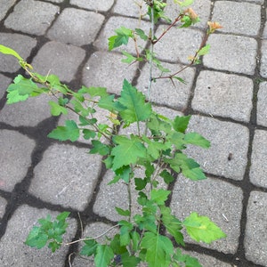 May include: A small green plant with thorns growing in a gray brick patio. The plant has several branches with green leaves and some red buds.