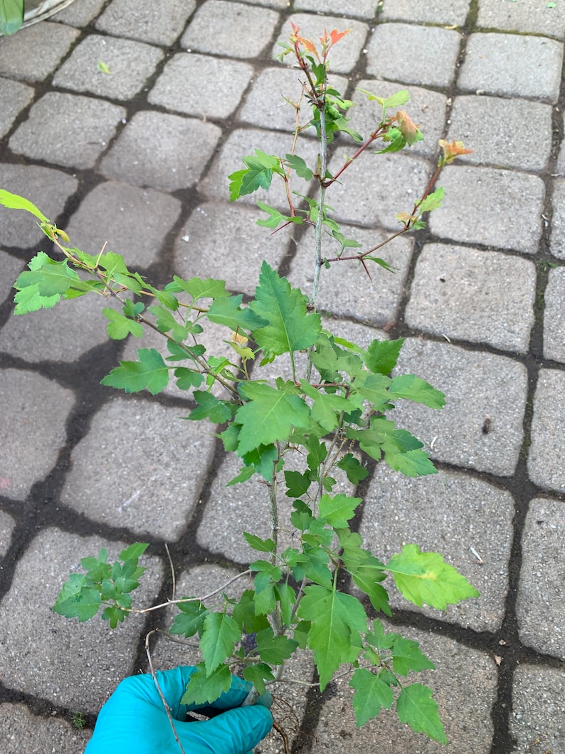 May include: A small green plant with thorns growing in a gray brick patio. The plant has several branches with green leaves and some red buds.