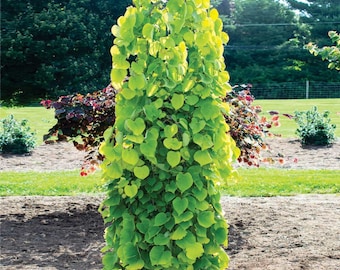 Golden Falls Redbud Tree, 4-5 ft tall potted plant.