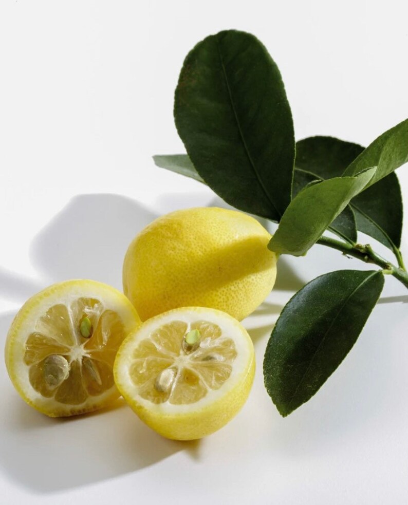 Eustis Limequat Tree 12 Feet Tall Grafted No Ship Az Ca Etsy