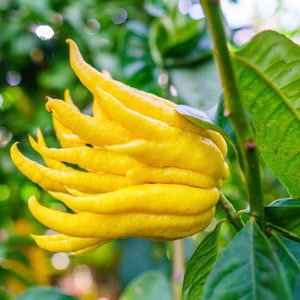 May include: A close-up of a bright yellow Buddha's Hand citron fruit growing on a tree branch. The fruit has a unique, finger-like shape and is a popular ingredient in Asian cuisine.