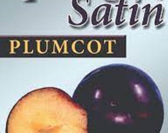 3 greffons de plumcot satiné printanier, en dormance