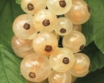 Grosella blanca “Blanca”, planta enraizada en estado de latencia, de 10 a 20 cm de altura.