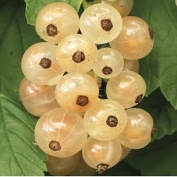 White Currant “Blanca” Rooted plant dormant 2.5 inch container size
