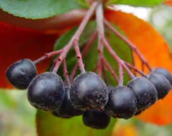 Aronia melanocarpa (aronia negra) a raíz desnuda de 20-35 cm de altura