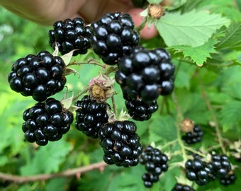 May include: A close-up of a branch of ripe blackberries, with some berries still attached to the stem. The berries are dark purple and have a glossy finish.
