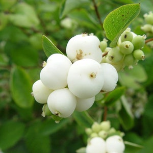 Snowberry Symphoricarpos albus plant, 1-2 year old bare root image 3