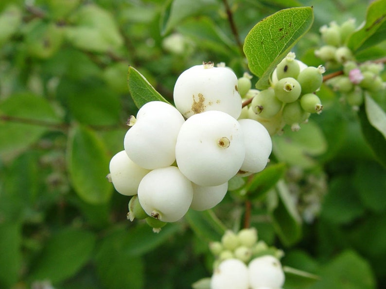 Snowberry Symphoricarpos albus plant, 1-2 year old bare root image 3