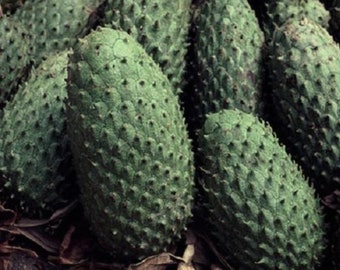 Guanabana 1 year old plant in pot with soil, 3-6 inches tall, Edible Fruit Plant Exotic Soursop Annona muricata