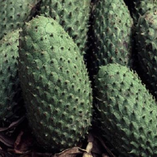 Guanabana 1 year old plant in pot with soil, 3-6 inches tall, Edible Fruit Plant Exotic Soursop Annona muricata