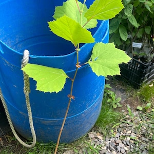 2-3 ft hoge Amerikaanse plataan - Platanus occidentalis, 2 jaar oude boom