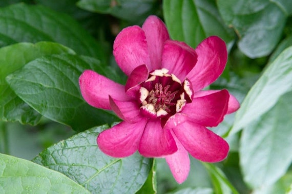 guava plant for sale Pineapple Guava (Feijoa Sellowiana 'Nazemetz') Tropical Fruit Tree (4~5  Feet Height) main image 1