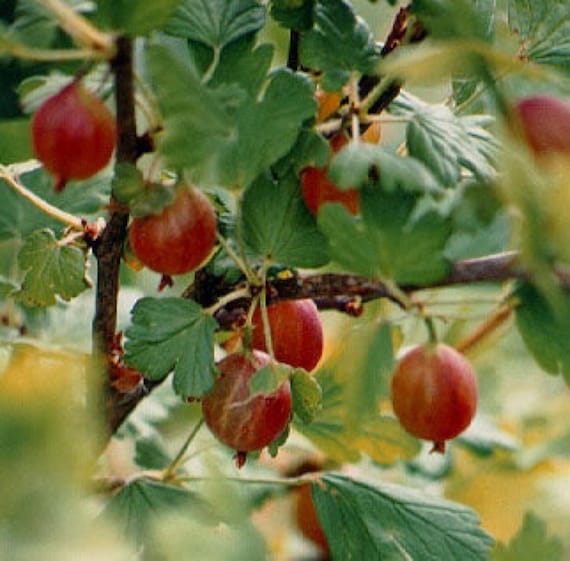 3-6" Tall Jeanne Gooseberry Plant Well Rooted Starter Plant - Etsy