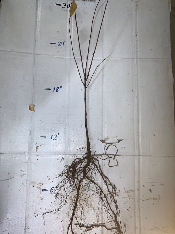 1 Bare Root