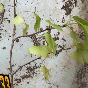Ginkgo Biloba exact plant #33 seedling unsexed bareroot 3 year old