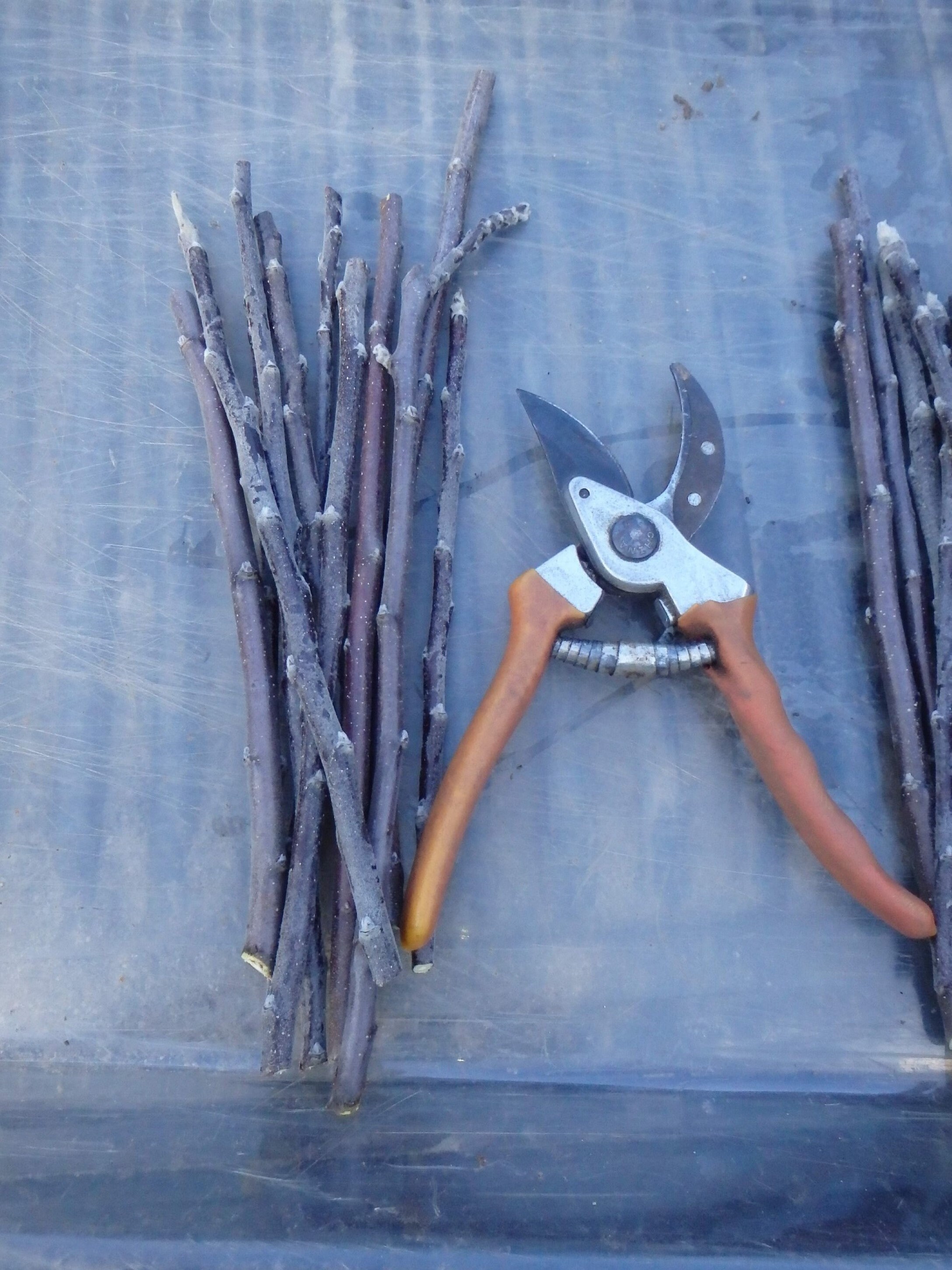 3 Scion Cuttings of Candy Heart Pluerry for Grafting Etsy