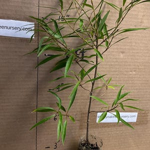 Wilgenbladvijgplant - Ficus neriifolia regularis (salicifolia) 1 jaar oud