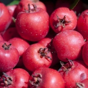 May include: A close-up shot of a pile of small, round, red fruits. The fruits have a shiny surface and a small, dark brown stem at the top. The fruits are clustered together, filling the frame.