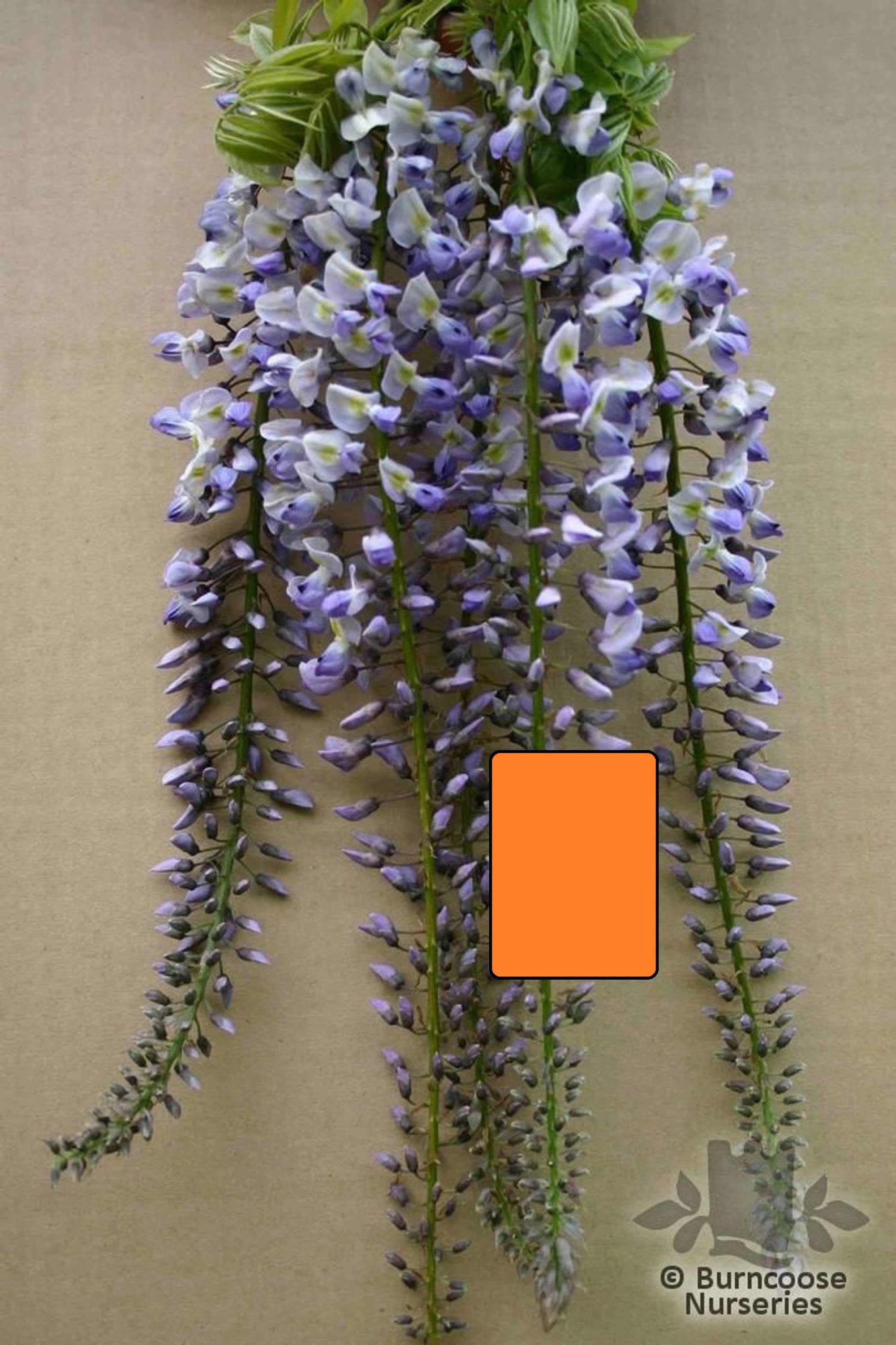 Wisteria Floribunda Geisha, Grafted Plant 12-16 Inches Tall, Rare