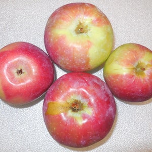 Jersey Mac Apple tree grafted 5x5x12 inches pot size 1 year old