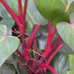 Philodendron erubescens - Etsy 日本