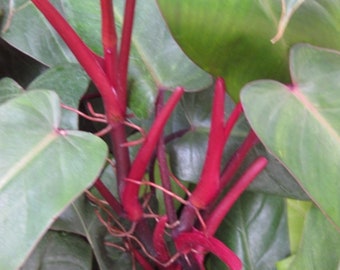 Philodendron Red Emerald (Philodendron Erubescens), 1 year old plant