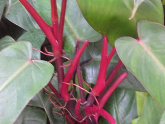 Red emerald deals