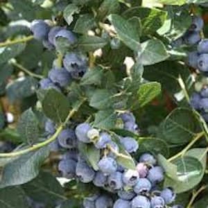 Blueberry Top Hat Vaccinium angustifolium 4 Pot image 6