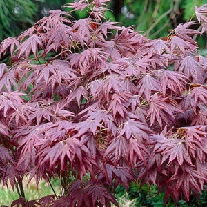 Acer palmatum Atropurpureum Japanese maple 1 year old 16-22 tall image 1