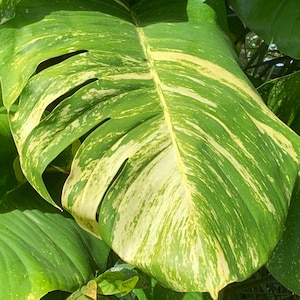 Puede incluir: Una hoja grande y variegada con marcas verdes y blancas. La hoja es parte de una planta tropical y tiene una estructura de nervadura prominente.