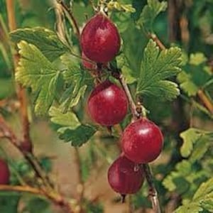 Amische rote Stachelbeere Pflanze gut verwurzelte Starterpflanze 6-10 Zoll groß
