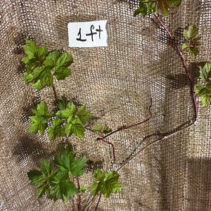 Viburno-opulus (Viburnum opulus), planta de 30 a 40 cm de altura. Variedade Kalina, com 1 a 2 anos de idade.